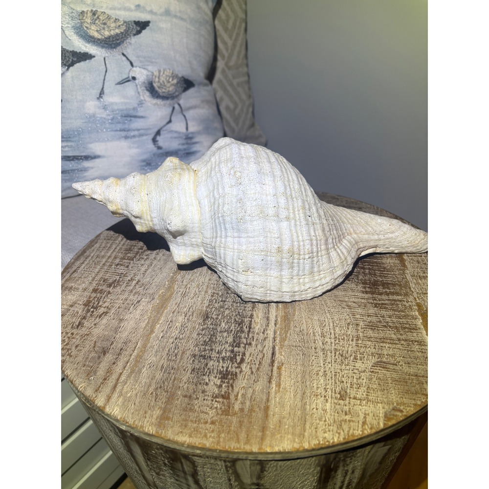 Real Sea Shell / Horse Conch